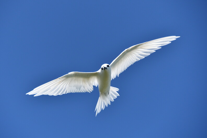 01 Sterne blanche.jpg