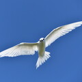 01 Sterne blanche