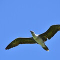 10 Fou à pieds rouges