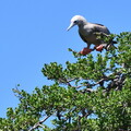14 Fou à pieds rouges