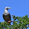 15 Fou à pieds rouges