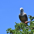 16 Fou à pieds rouges